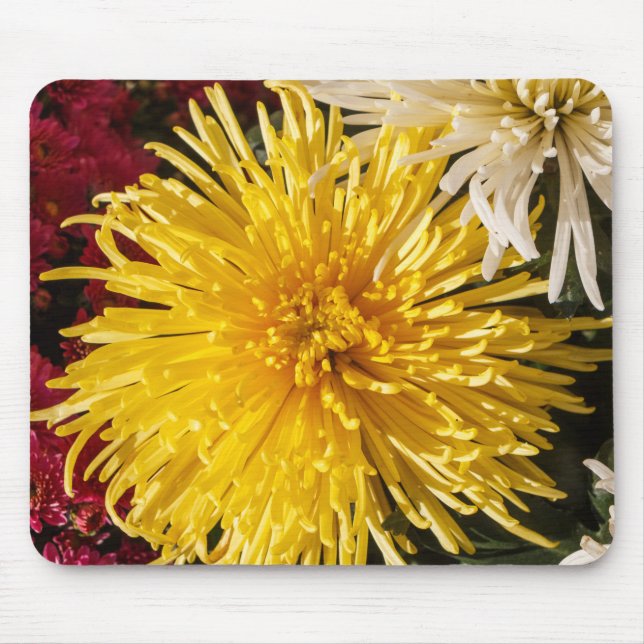 Chrysanthemum-blommor Musmatta (Framsidan)
