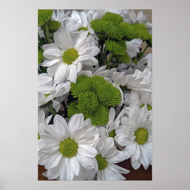 Chrysanthemum-blommor Poster (Framsidan)