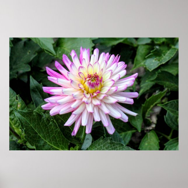 Chrysanthemum, Bute Park, Cardiff, Wales Poster (Framsidan)