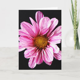 Chrysanthemum Flower gccna Kort