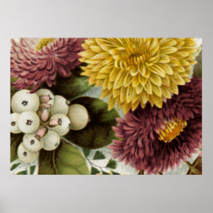 Chrysanthemum Flower Morsa Blommigt Poster