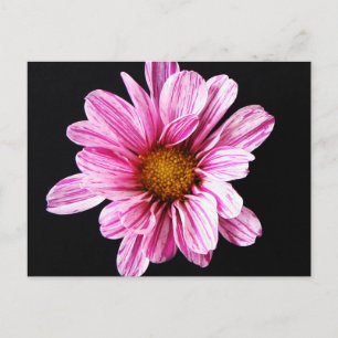 Chrysanthemum Flower pccna Vykort