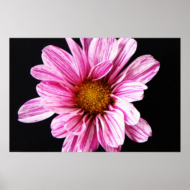 Chrysanthemum Flower wapcnm Poster (Framsidan)