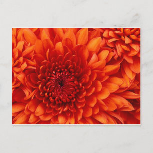 Chrysanthemum Flowers Vykort