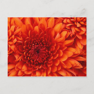 Chrysanthemum Flowers Vykort