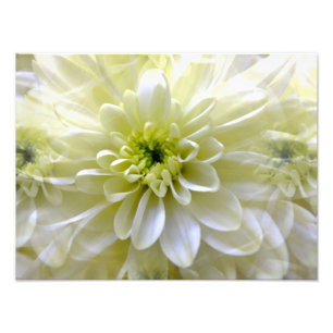 CHRYSANTHEMUM FOTOTRYCK