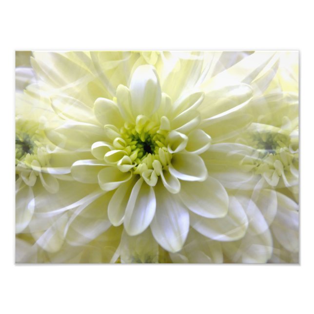 CHRYSANTHEMUM FOTOTRYCK (Framsidan)