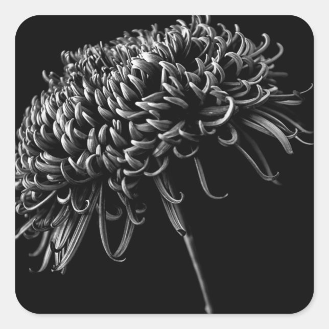 Chrysanthemum Fyrkantigt Klistermärke (Framsida)