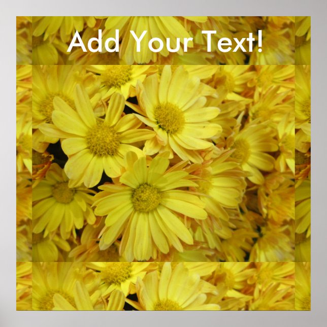 Chrysanthemum Group Plant Gult Poster (Framsidan)