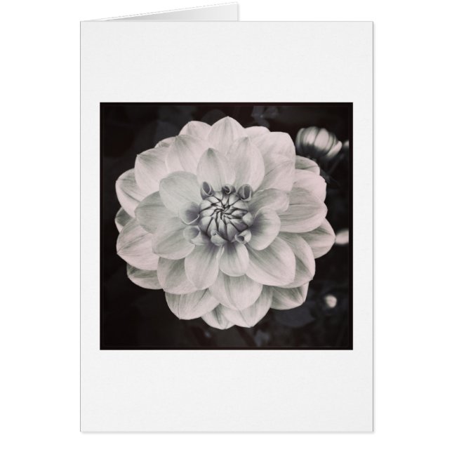 Chrysanthemum Hälsningskort (Framsidan)