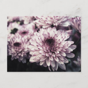 Chrysanthemum I Vykort