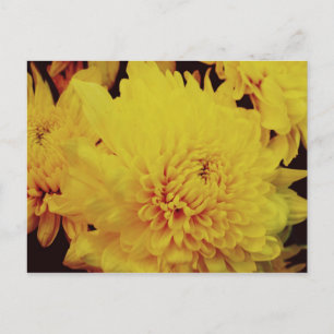 Chrysanthemum II Vykort