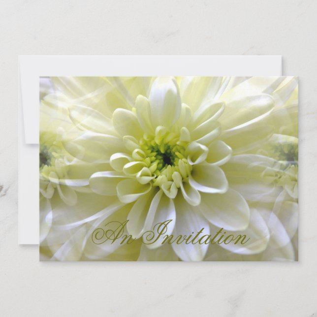 CHRYSANTHEMUM INBJUDNINGAR (Framsida)