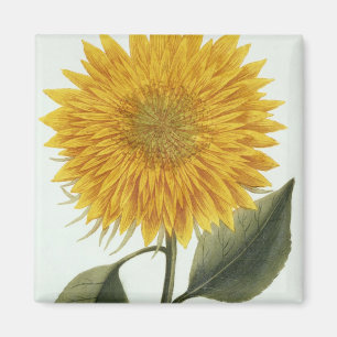 Chrysanthemum Indicum från 'Pythanthoza Iconograp Magnet