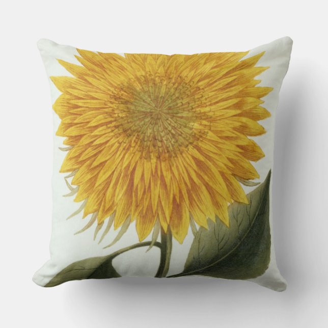 Chrysanthemum Indicum från 'Pythanthoza Iconograph Kudde (Framsida)