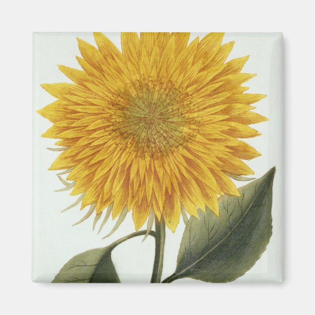 Chrysanthemum Indicum from 'Pythanthoza Ikonograph Magnet (Framsidan)