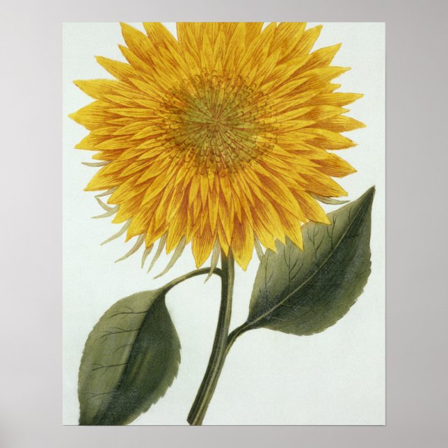 Chrysanthemum Indicum from 'Pythanthoza Ikonograph Poster (Framsidan)
