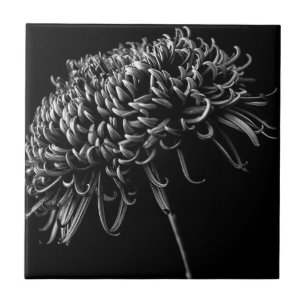 Chrysanthemum Kakelplatta