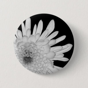 Chrysanthemum Knapp