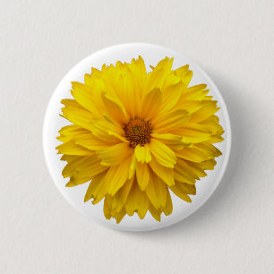 Chrysanthemum Knapp