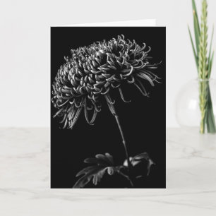 Chrysanthemum Kort