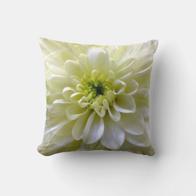 CHRYSANTHEMUM KUDDE (Framsida)