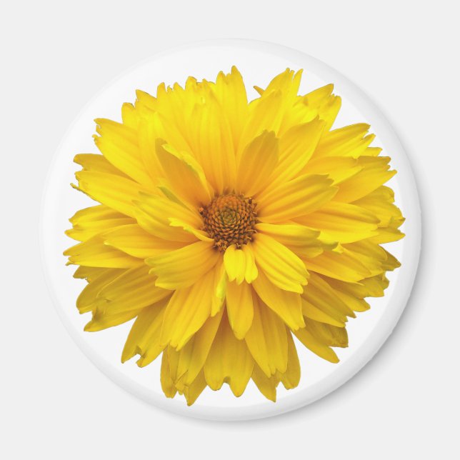 Chrysanthemum Magnet (Framsidan)