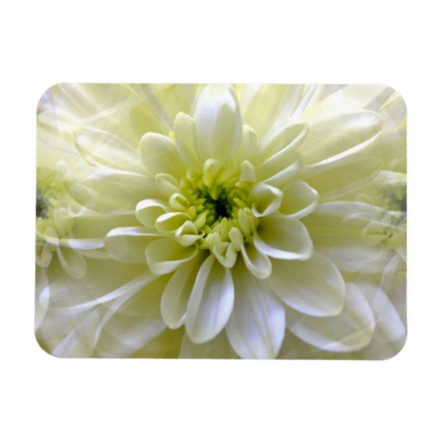 CHRYSANTHEMUM MAGNET (Horisontell)