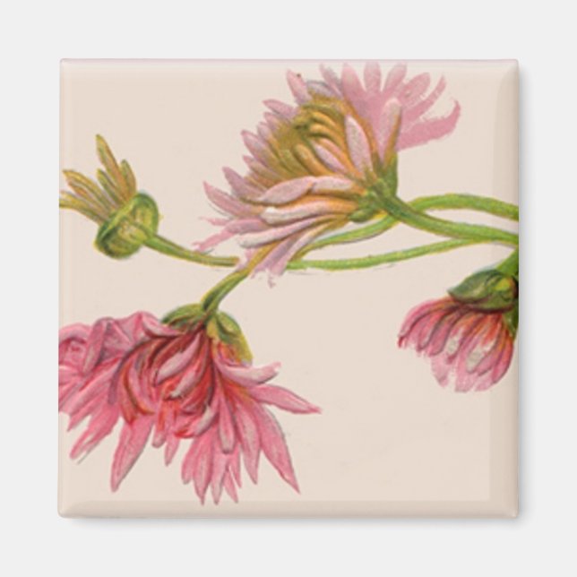 Chrysanthemum - Magnet (Framsidan)