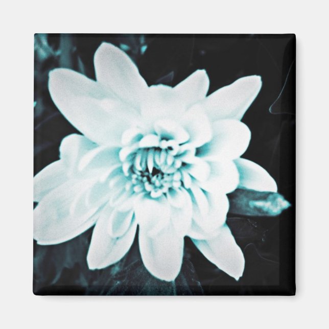 Chrysanthemum Magnet (Framsidan)
