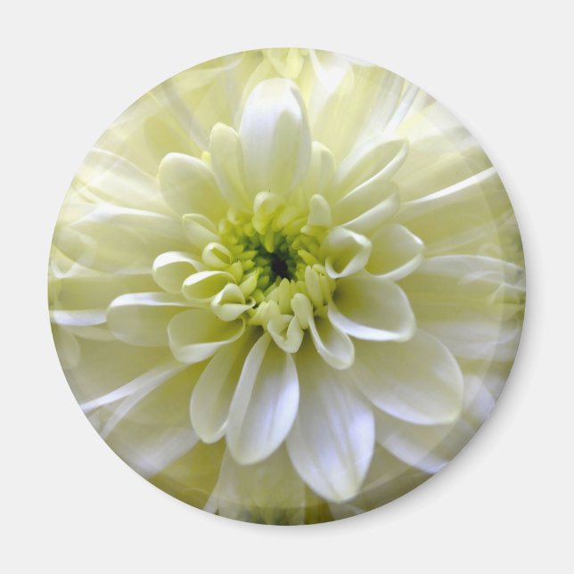 CHRYSANTHEMUM MAGNET (Framsidan)