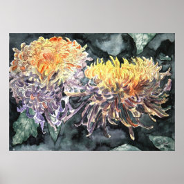 Chrysanthemum morsa shasta daisy art print poster
