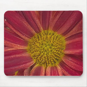 Chrysanthemum Musmatta
