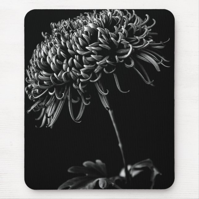 Chrysanthemum Musmatta (Framsidan)