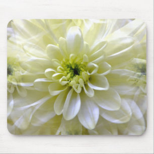 CHRYSANTHEMUM MUSMATTA