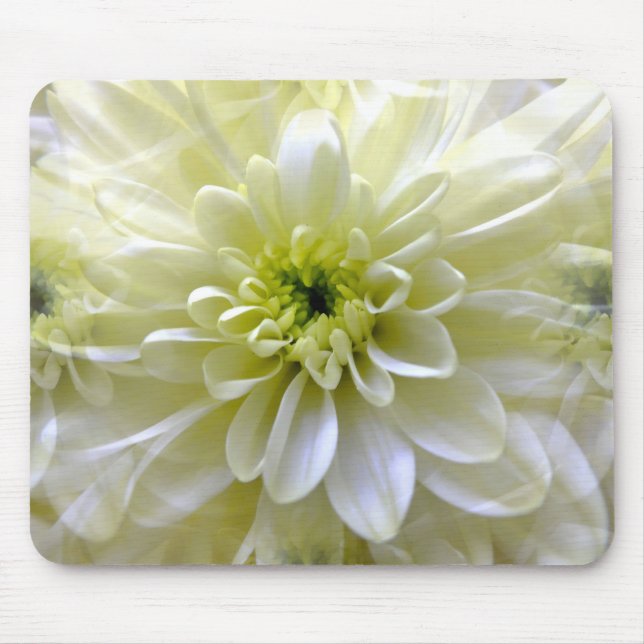 CHRYSANTHEMUM MUSMATTA (Framsidan)