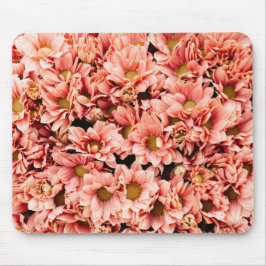 Chrysanthemum Musmatta