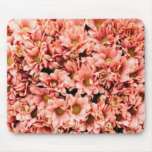 Chrysanthemum Musmatta (Framsidan)