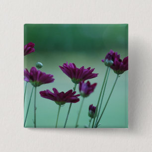 Chrysanthemum och menande knapp