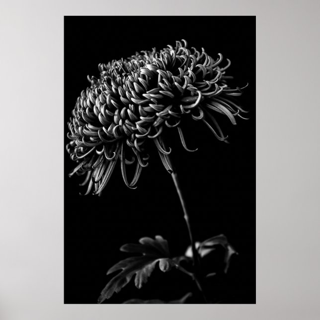 Chrysanthemum Poster (Framsidan)