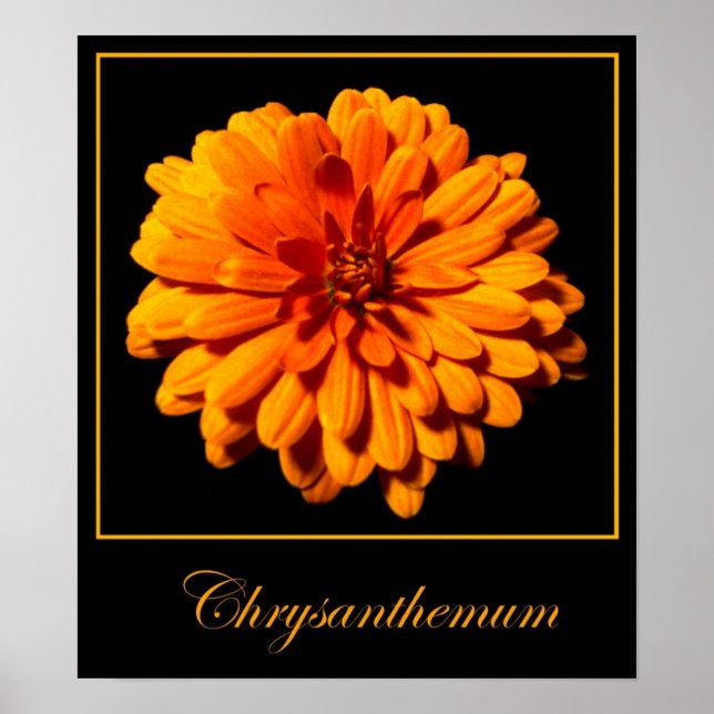 Chrysanthemum Poster (Framsidan)