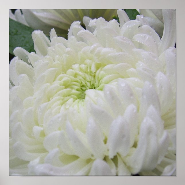 Chrysanthemum Poster (Framsidan)