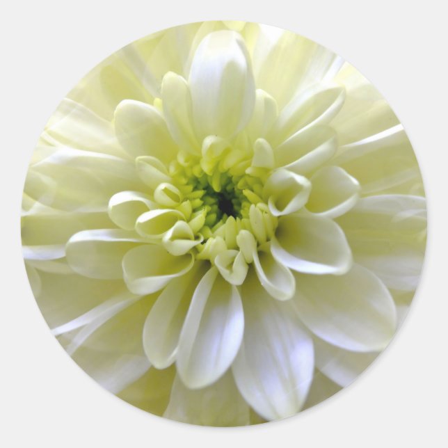CHRYSANTHEMUM RUNT KLISTERMÄRKE (Framsida)