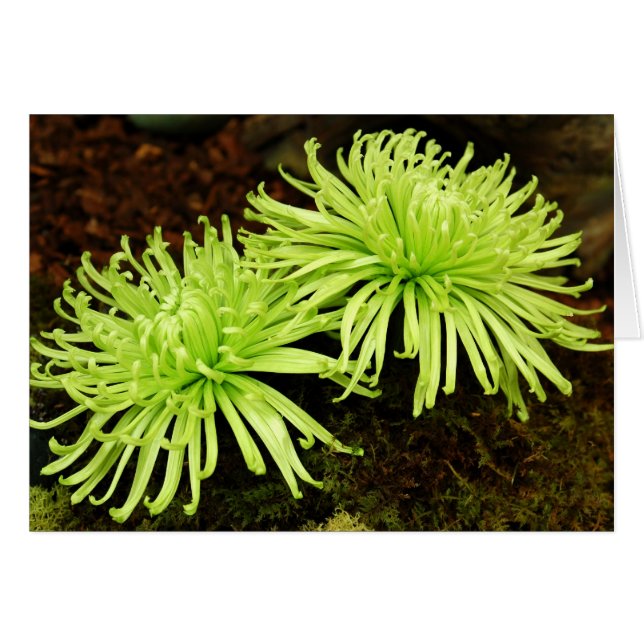 Chrysanthemum - Spider Morsa Hälsningskort (Framsidan Horizontal)