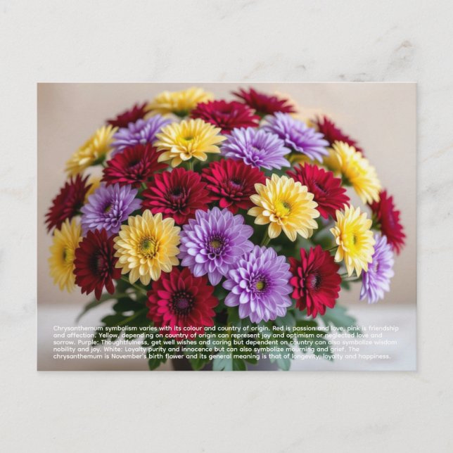 Chrysanthemum Symbolism Vykort (Framsida)