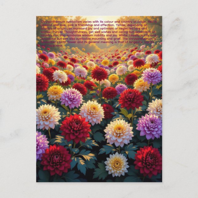 Chrysanthemum Symbolism Vykort (Framsida)