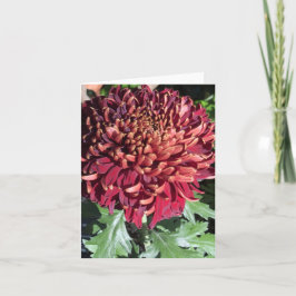 Chrysanthemum Tack Kort