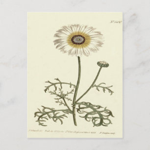 Chrysanthemum Tricolor Gult Illustration Vykort
