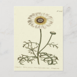 Chrysanthemum Tricolor Gult Illustration Vykort
