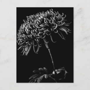 Chrysanthemum Vykort